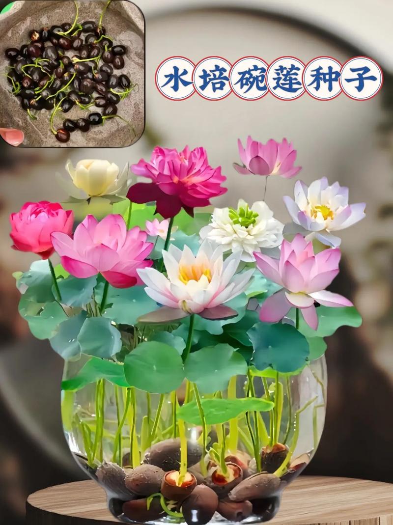 碗莲一直用水养会开花吗?想赏花,光靠“水泡”可不行!(附促花指南) 总结