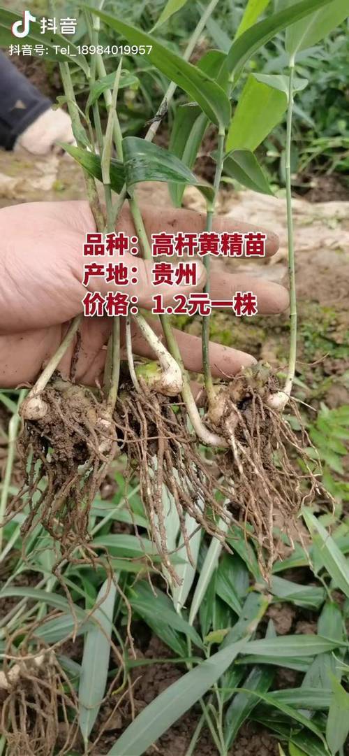 黄精种苗价格:一株多少钱,怎么买更划算 黄精种苗价格参考表
