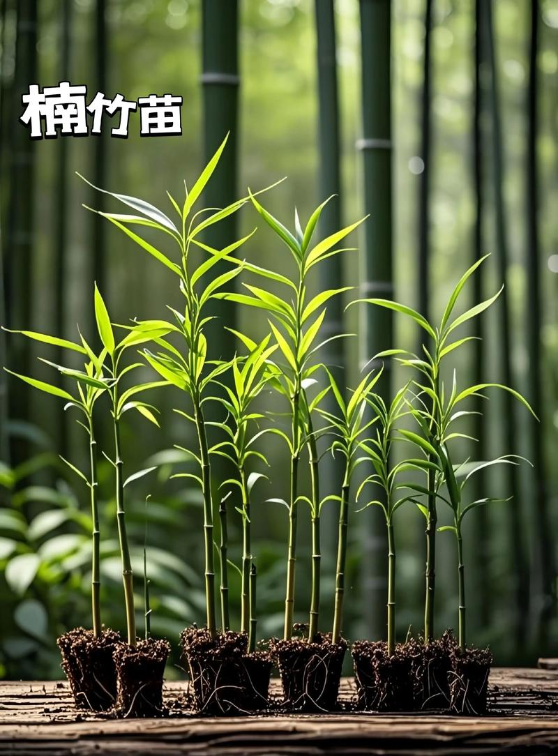 庭院竹子选什么种类?3种安全又美观的园艺推荐 品种一:孝顺竹(丛生竹,养护难度:低)