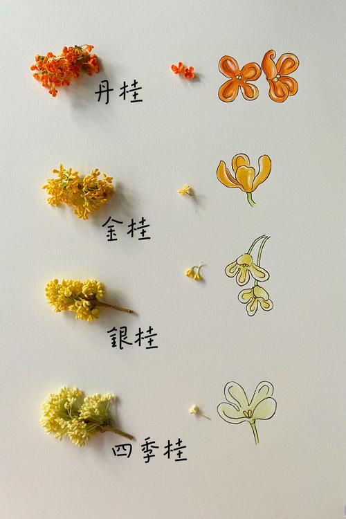 四季桂花是什么颜色?花色特征、品种对比与观赏期全解析 四季桂花的开花时间与观赏期管理