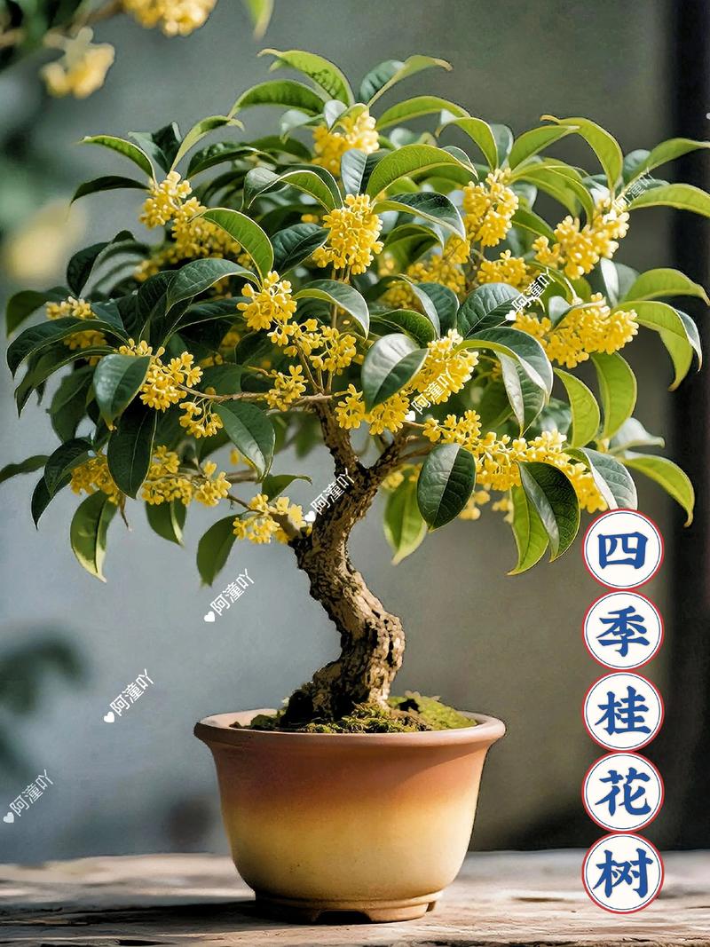 四季桂花是什么颜色?花色特征、品种对比与观赏期全解析 四季桂花色相关的常见问题解答