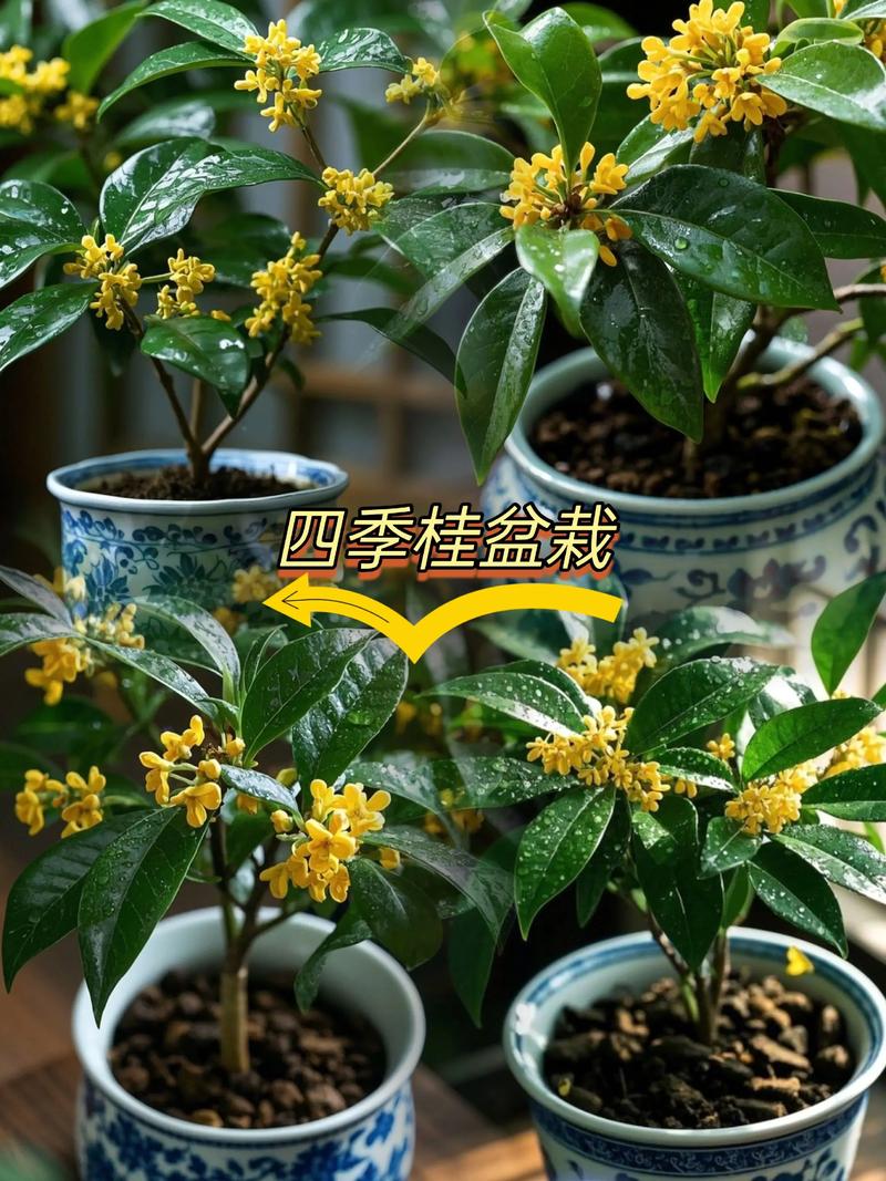 四季桂花是什么颜色?花色特征、品种对比与观赏期全解析 四季桂好养吗?养护要点简述