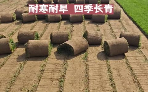 撒播草种多少钱1平方米？2026年最新价格快速参考