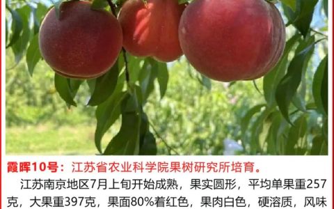 霞晖10号桃品种介绍