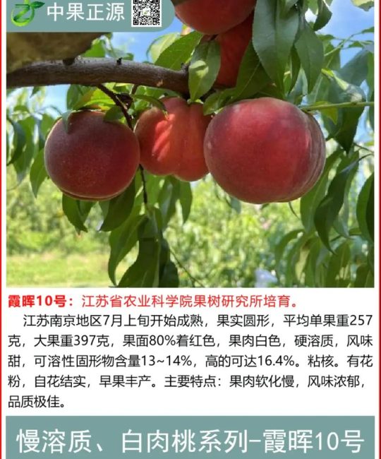 霞晖10号桃品种介绍