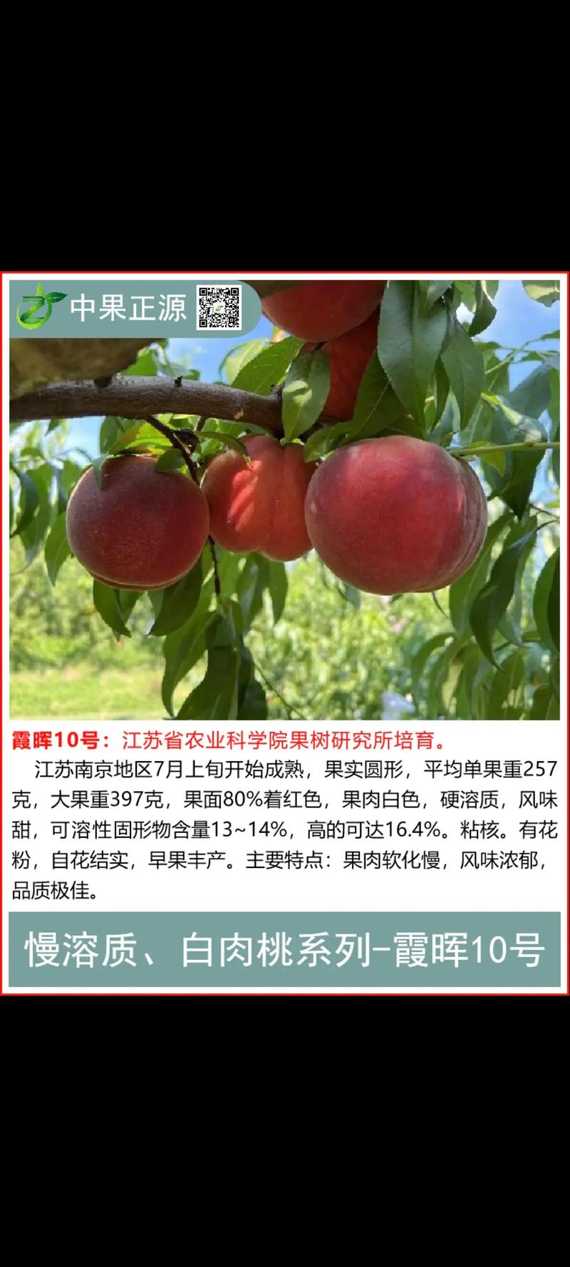 霞晖10号桃品种介绍 霞晖10号桃品种介绍