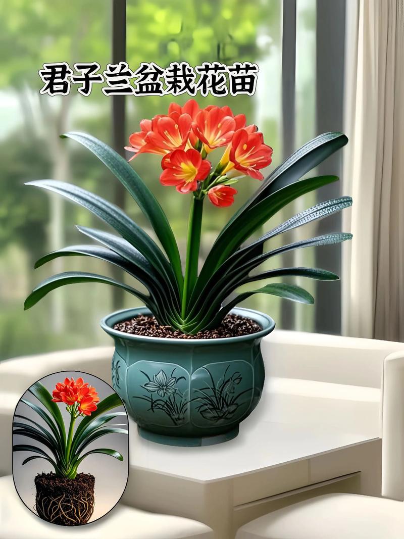 网上买的君子兰怎么栽?新手必看的上盆移栽全攻略 网上买的君子兰怎么栽?新手必看的上盆移栽全攻略