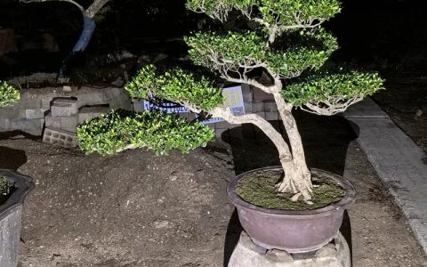 黄杨造型50种图案：绿篱、球形、云片、柱形、几何形培育与修剪技术详解