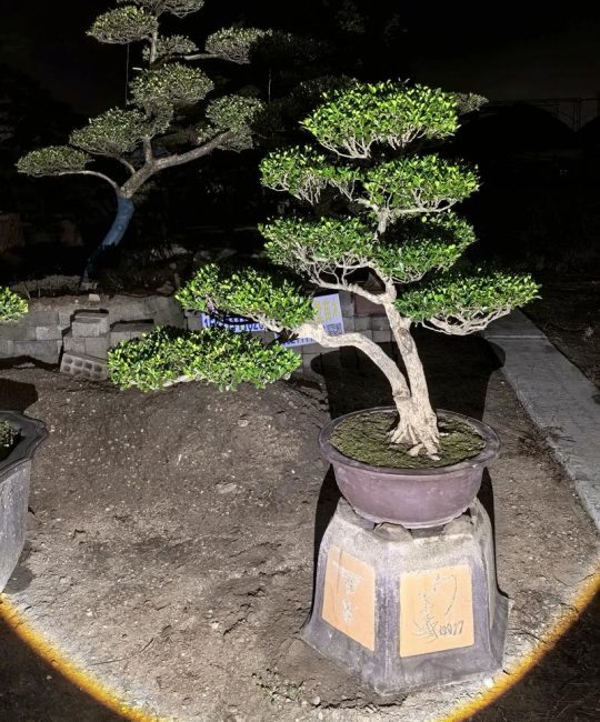 黄杨造型50种图案：绿篱、球形、云片、柱形、几何形培育与修剪技术详解