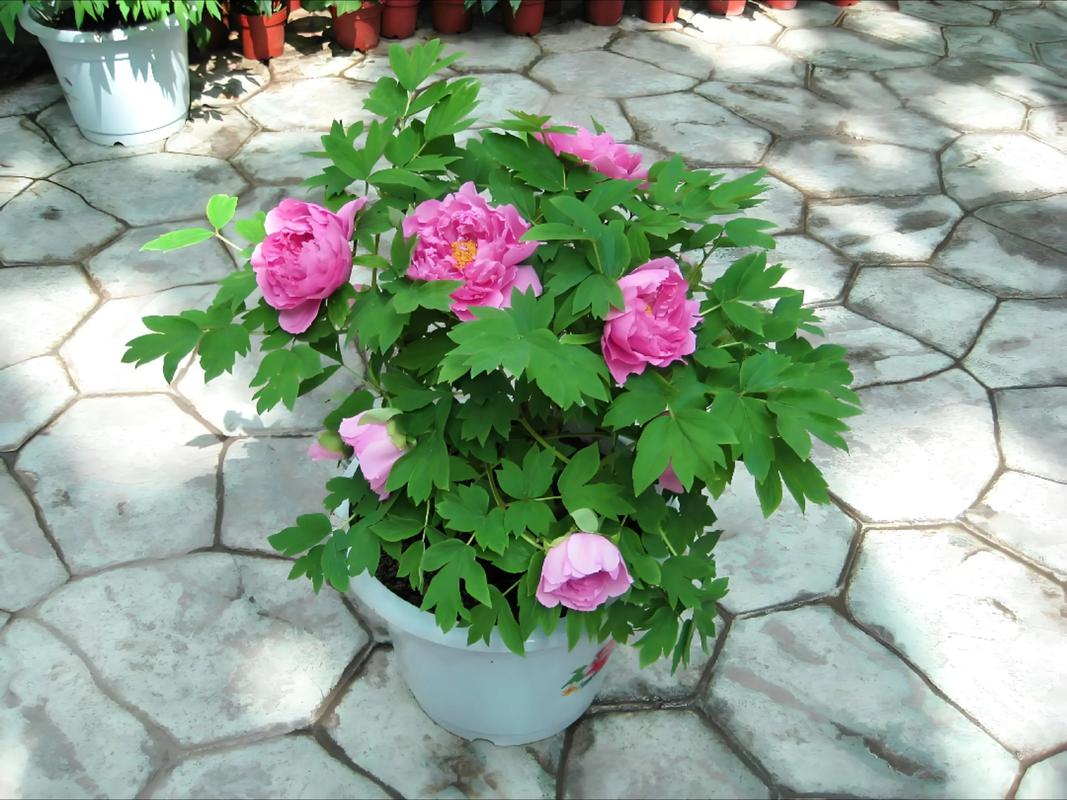 杜丹花和牡丹花是不是一种花?一文厘清品种真相与养护全攻略 光照与水肥精准方案:按季节量化管理