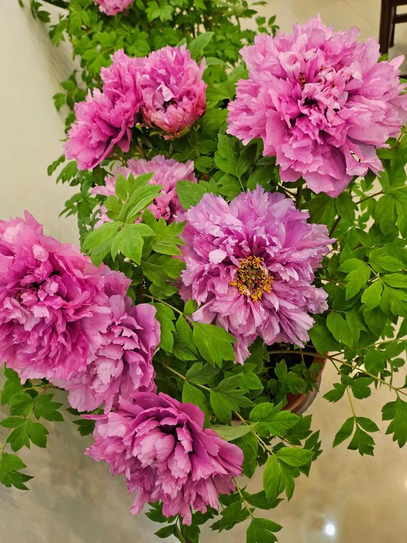 杜丹花和牡丹花是不是一种花?一文厘清品种真相与养护全攻略 越冬与越夏管理:分气候带操作清单