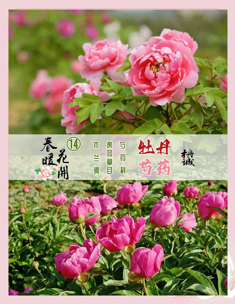 杜丹花和牡丹花是不是一种花?一文厘清品种真相与养护全攻略 常见误区与纠正