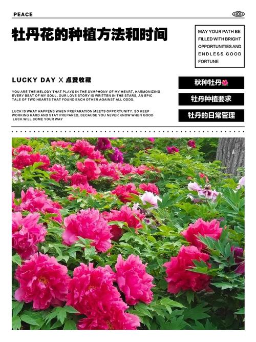 杜丹花和牡丹花是不是一种花?一文厘清品种真相与养护全攻略 总结:养好牡丹花的3个核心可执行动作