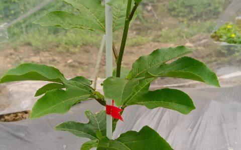 果树苗栽种黄金窗口为秋季10月至11月