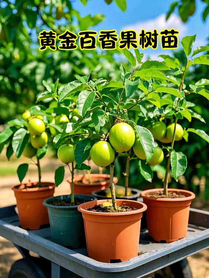 果树苗栽种黄金窗口为秋季10月至11月 总结:选对时间与优质苗木,实现“第3年挂果”