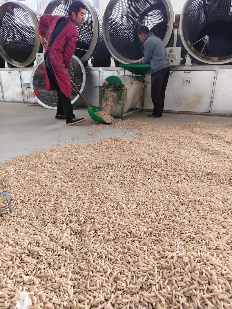 怎么种植麦冬?这份保姆级教程让成活率超95% 三、栽前分株处理