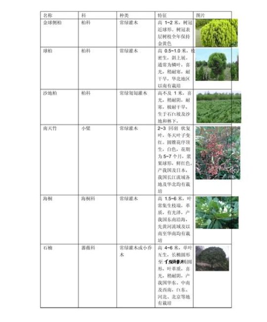 常见绿化带灌木植物选型与工程应用指南
