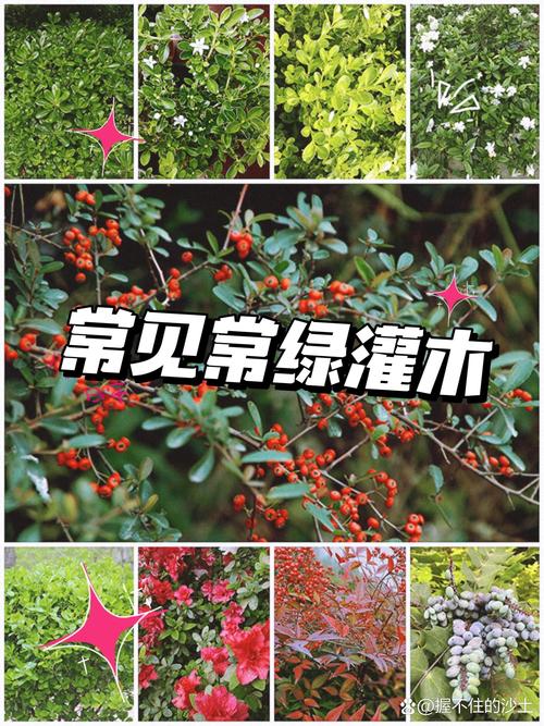 常见绿化带灌木植物选型与工程应用指南 3. 运输与装卸规范