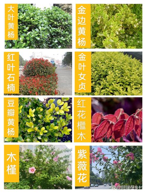 常见绿化带灌木植物选型与工程应用指南 2. 常见灌木品种规格与密度计算