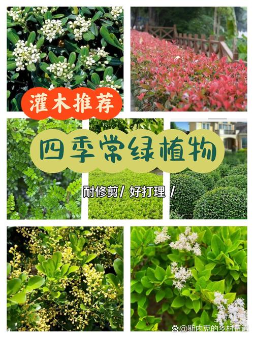 常见绿化带灌木植物选型与工程应用指南 4. 栽植成活管理技术