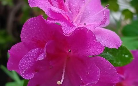 杜鹃开花施什么肥？花蕾期、花期、花后三个阶段施肥方案全解