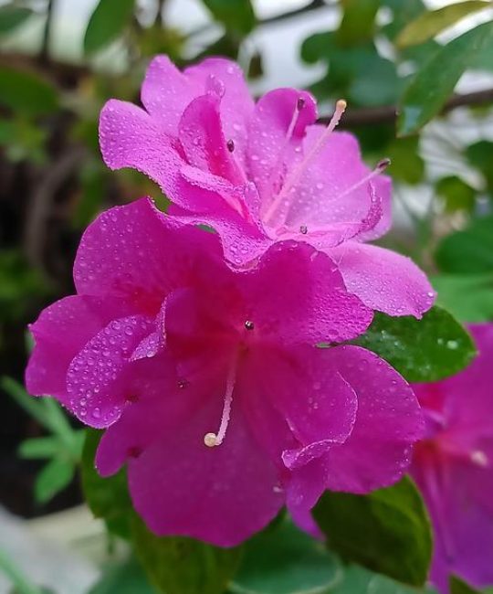 杜鹃开花施什么肥？花蕾期、花期、花后三个阶段施肥方案全解