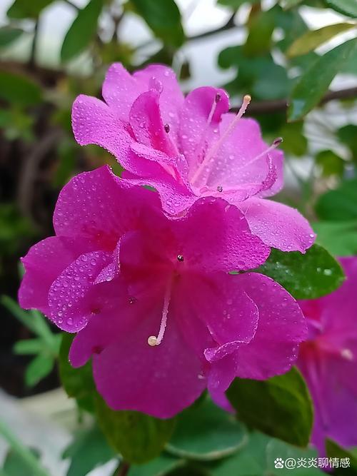 杜鹃开花施什么肥?花蕾期、花期、花后三个阶段施肥方案全解 杜鹃开花期到底施什么肥?