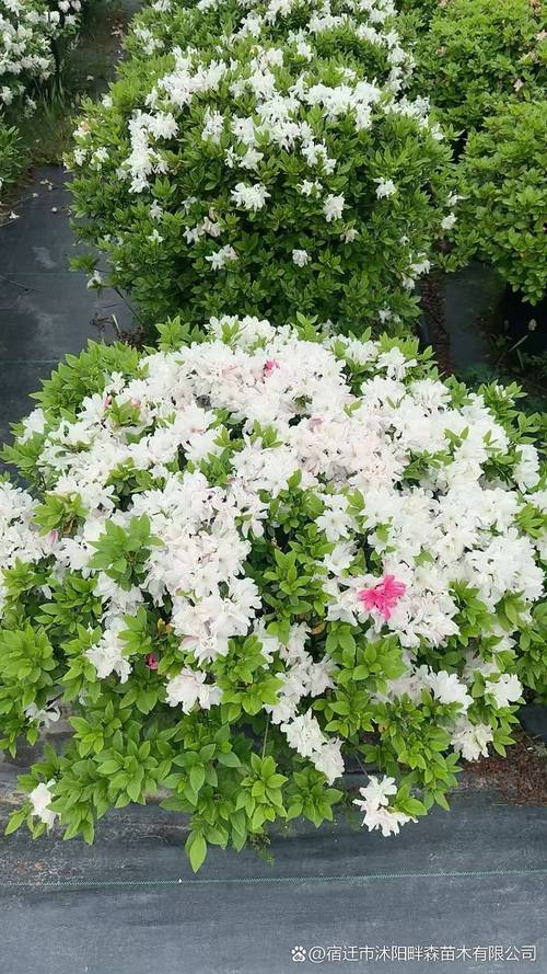 杜鹃开花施什么肥?花蕾期、花期、花后三个阶段施肥方案全解 杜鹃促花施肥操作步骤