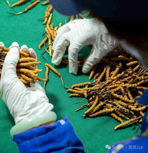冬虫夏草价格多少钱一克几根?2024年最新市场参考与影响因素全解析 产地——品质与价格的地域分水岭