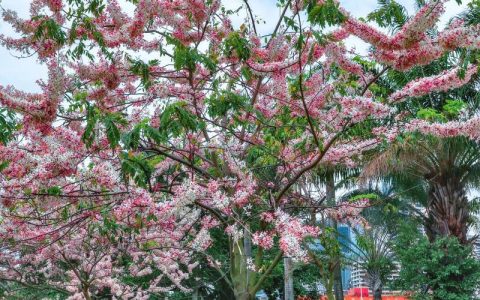 深圳市樱花树苗采购指南：供应商筛选与品种真实性核查全流程