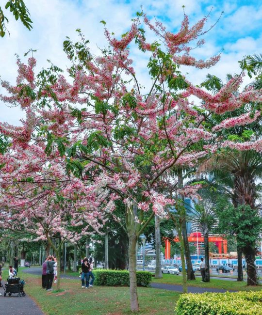 深圳市樱花树苗采购指南：供应商筛选与品种真实性核查全流程