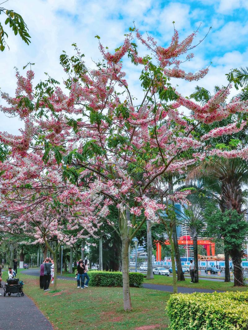 深圳市樱花树苗采购指南:供应商筛选与品种真实性核查全流程 深圳市樱花树苗采购指南:供应商筛选与品种真实性核查全流程