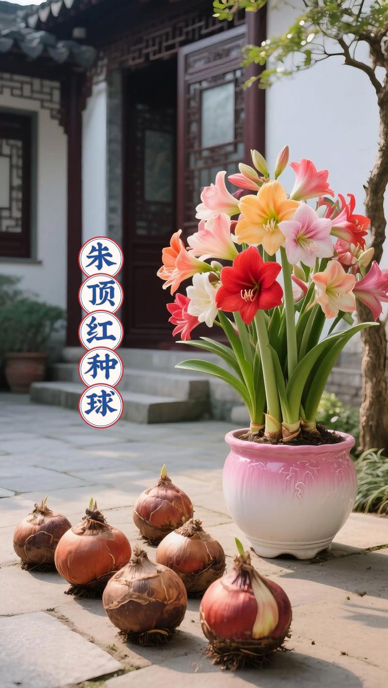 朱顶红种球怎么养护?六大核心技巧一次讲透 光照
