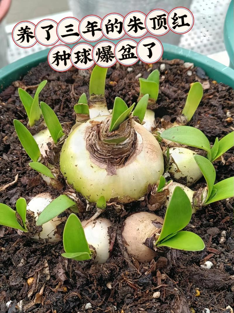 朱顶红种球怎么养护?六大核心技巧一次讲透 修剪