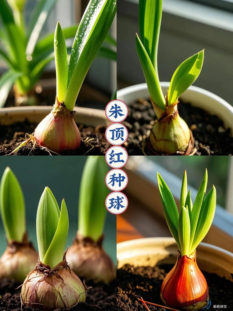 朱顶红种球怎么养护?六大核心技巧一次讲透 换盆/田间管理