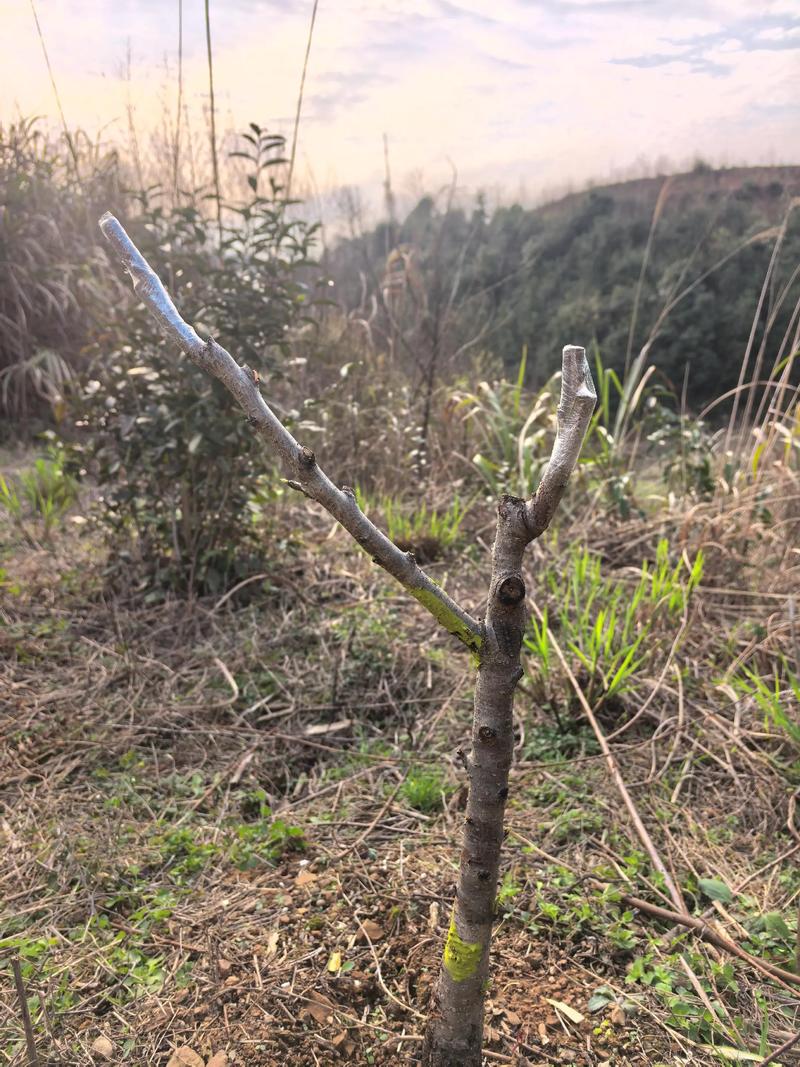 毛桃树嫁接完整指南:一步学会枝接与芽接,成活率超80% 夏秋季芽接(7-9月)是替代方案,适合大规模繁殖