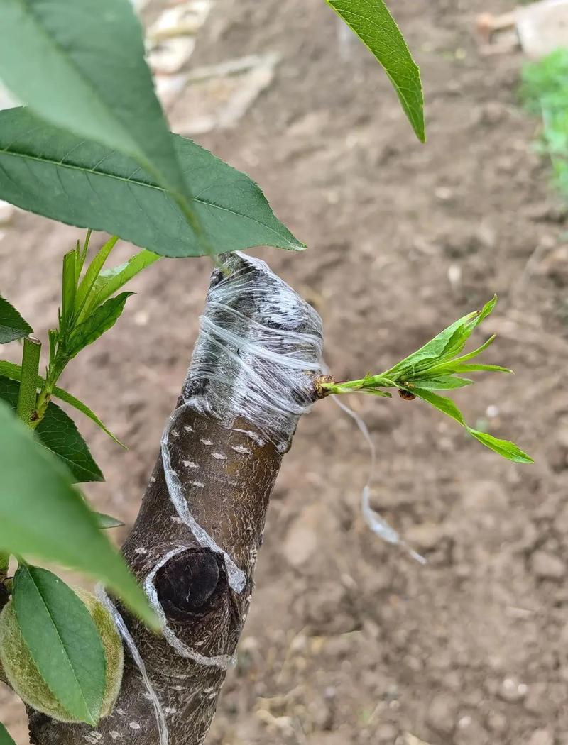 毛桃树嫁接完整指南:一步学会枝接与芽接,成活率超80% 嫁接后幼苗管理要点