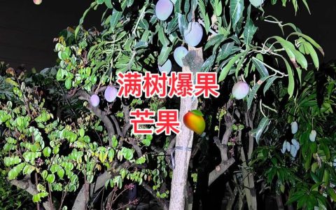 芒果树适合家庭庭院种植吗？一份全面指南