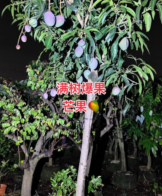 芒果树适合家庭庭院种植吗？一份全面指南