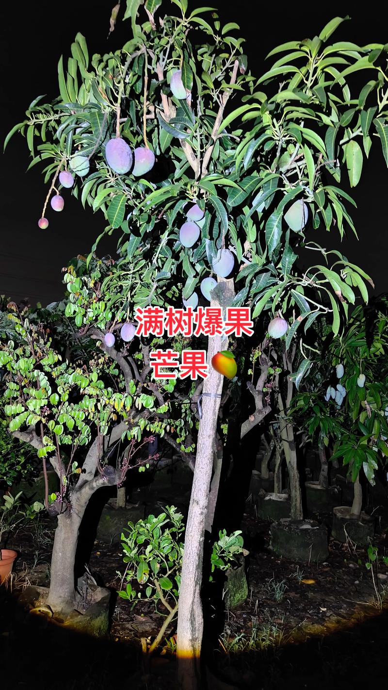 芒果树适合家庭庭院种植吗?一份全面指南 嫁接芒果树适合南方温暖地区的家庭庭院,但需满足空间与光照条件