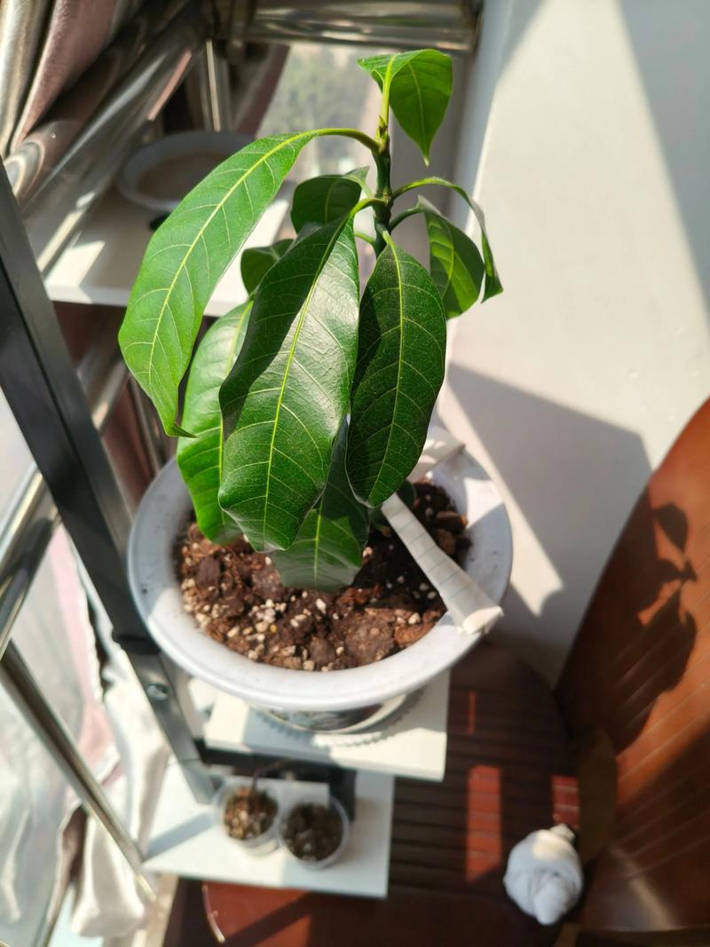 芒果树适合家庭庭院种植吗?一份全面指南 根系安全与间距:地栽需预留5米×5米,盆栽需用80升以上容器