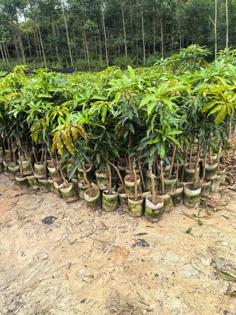 芒果树适合家庭庭院种植吗?一份全面指南 种植要点:全日照、微酸性土壤、合理修剪