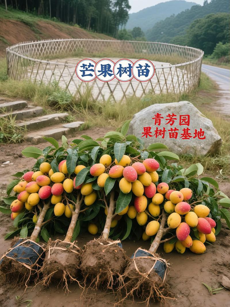 芒果树适合家庭庭院种植吗?一份全面指南 常见问题与预防