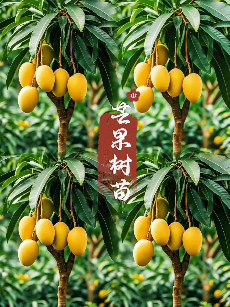 芒果树适合家庭庭院种植吗?一份全面指南 总结:芒果树适合家庭庭院,但需因地制宜