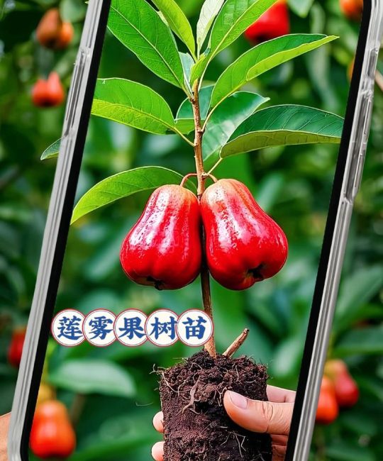 莲雾栽培技术指南：从选种到成活的完整操作流程