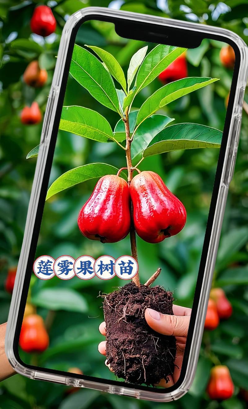 莲雾栽培技术指南:从选种到成活的完整操作流程 一、适宜时间