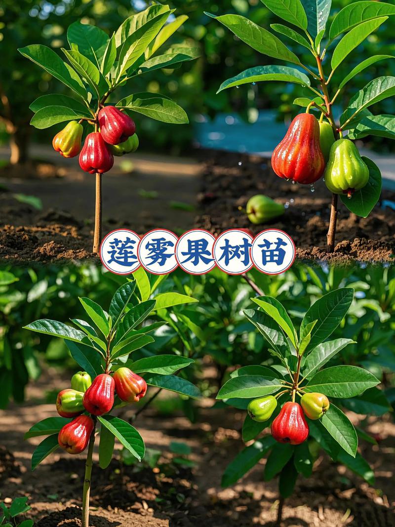 莲雾栽培技术指南:从选种到成活的完整操作流程 五、浇定根水