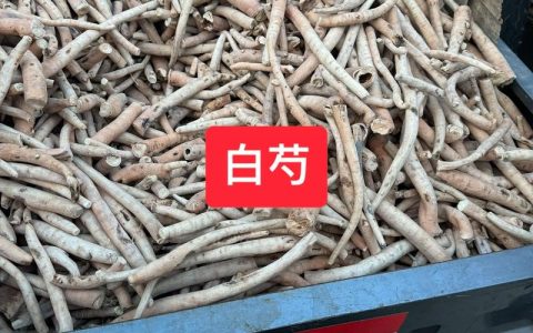 白芍的价格多少钱一斤？规格、产地、季节影响报价