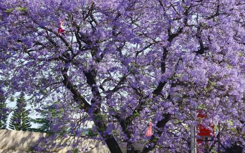 蓝花楹的花语和寓意：紫色梦幻的庭院风水与花期管理