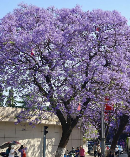 蓝花楹的花语和寓意：紫色梦幻的庭院风水与花期管理
